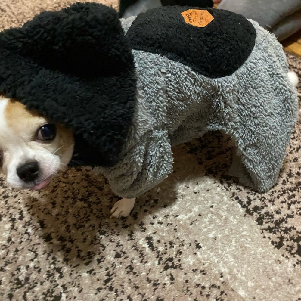 Winter Clothes For Small Medium Dogs and Cats, Jumpsuit For Dogs and Cats - Picture 7 of 8